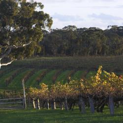 Barossa Valley Accommodation New York