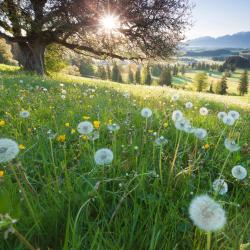 Bavaria Accommodation New York