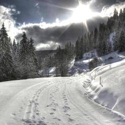 Feldberg Accommodation New York