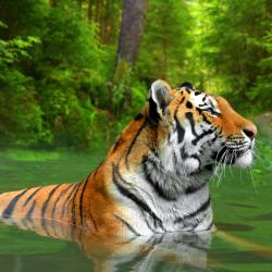 Sumatra Accommodation New York