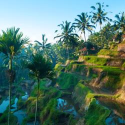 Ubud Accommodation New York