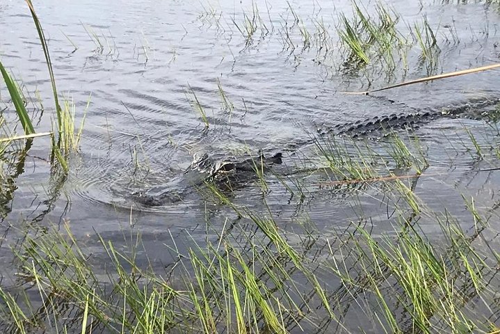Everglades Airboat Safari