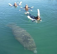 Manatee Snorkeling Tours - Accommodation New York