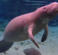 Swim with the Manatees Includes In-Water Guide/Photographer - Accommodation New York