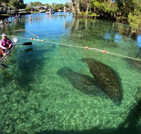 All Clear Kayak Manatee Viewing Ecotour With Local Guide - Accommodation New York