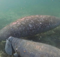 Swim With Manatees In Crystal River Florida - Accommodation New York