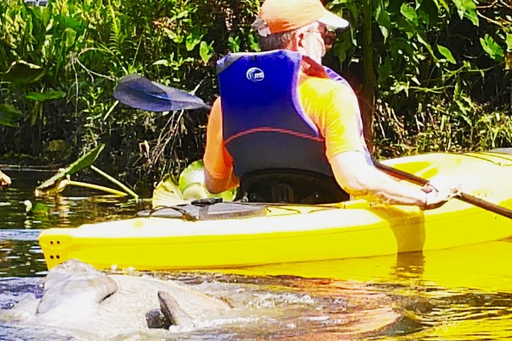 Orlando Manatee Encounters
