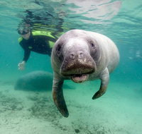 Manatee Snorkel Tour with In-Water Divemaster/Photographer - Accommodation New York