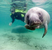 Small group Manatee Tour with In-Water Divemaster/Photographer - Accommodation New York