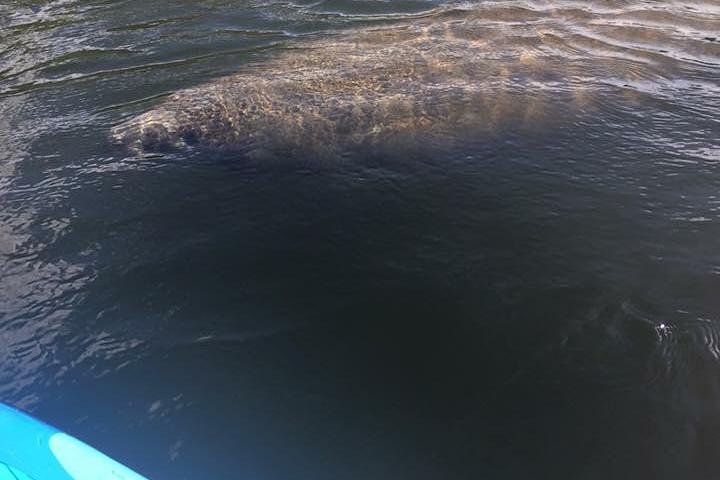 Lovers Key Guided Eco Tour-Mangrove Estuary