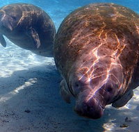 Small Group VIP Manatee Pontoon Tour - Accommodation New York