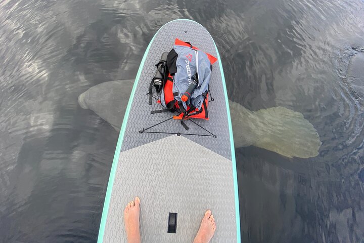Manatees Paddle Board or kayak Adventure at Blue Spring
