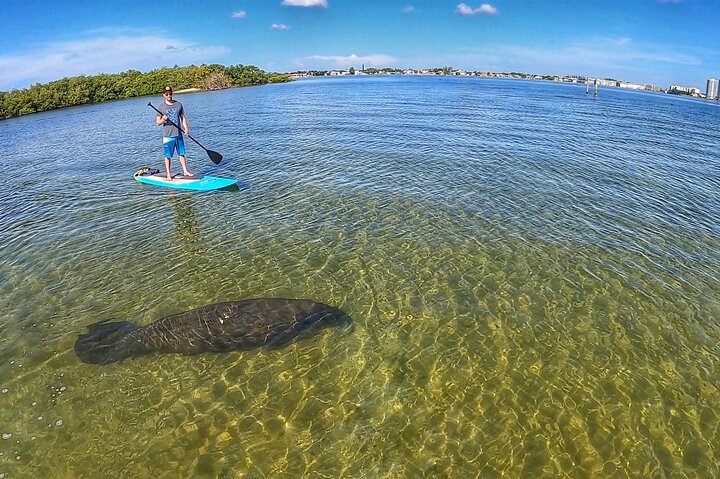 Paddle Boarding Eco Adventure Tour Jupiter Florida - Singer Island
