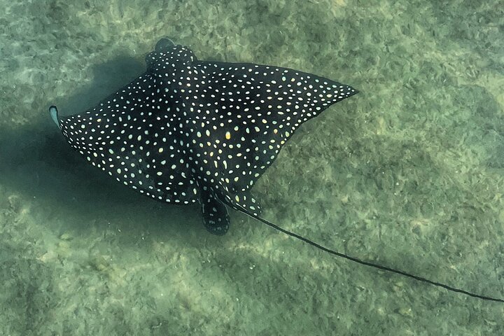 Paddle Boarding Eco Adventure Tour Jupiter Florida - Singer Island - thumb 5
