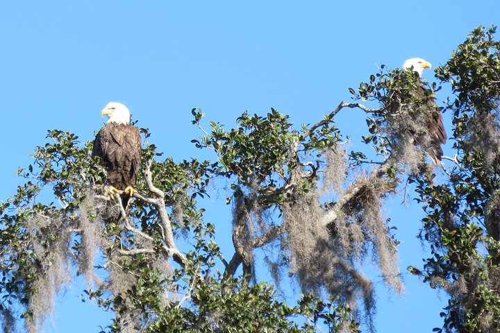 Florida Wildlife Kayaking Tour through Blue Spring