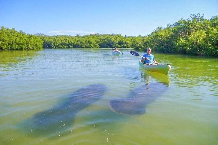 Paddle Naples - Mangrove Tour By Kayak And Paddleboard - thumb 0
