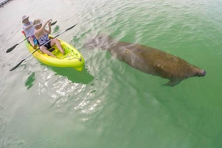 Paddle Naples - Mangrove Tour By Kayak And Paddleboard - thumb 3