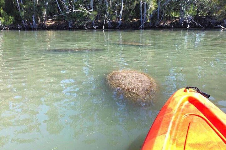 Dolphin  Manatee Kayaking Tour in Orlando Area