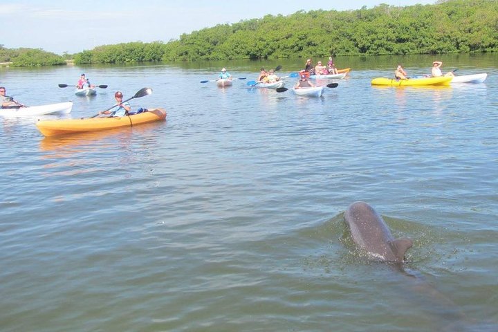 Fully Guided Kayaking Backwater Manatee and Dolphin Tour