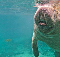 Self Drive Swim with Manatees on the Crystal River - Accommodation New York