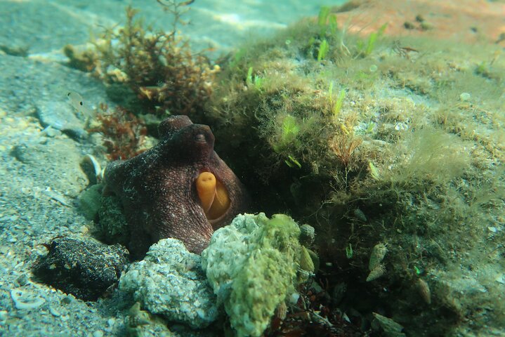 Best Snorkeling in Palm Beach a Private Guided Tour with Lessons All Inclusive