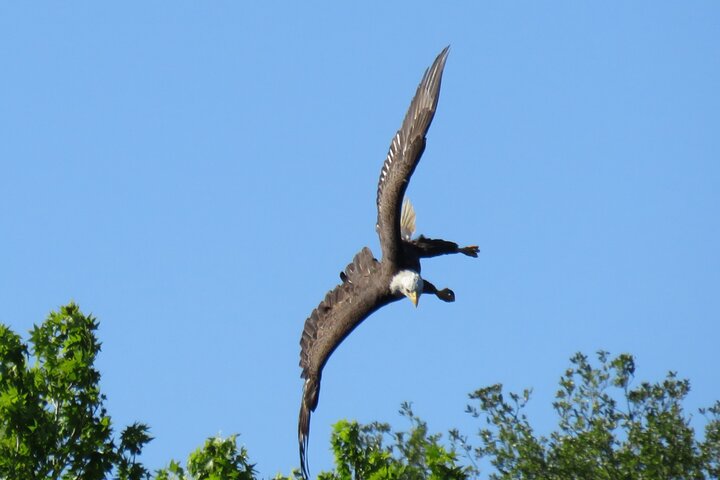 Manatee Discovery Kayak Tour for Small Groups near Orlando