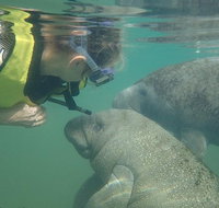 Deluxe Manatee Swim Tour - Accommodation New York