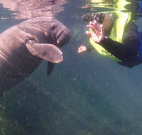 Manatees and Rainbow River by SCUBA or Snorkel - Accommodation New York