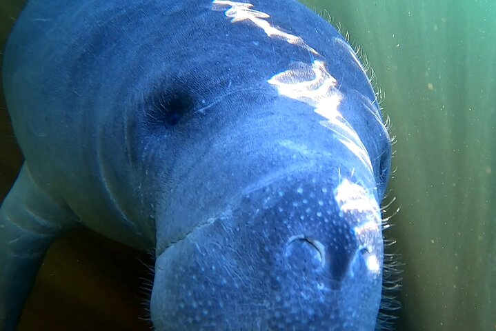 Encounter Manatee while Kayaking at Blue Springs State Park