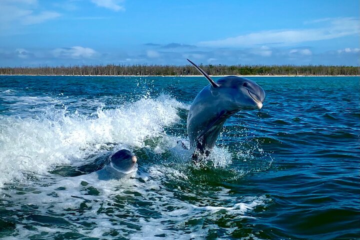 Private Coastal Everglades Eco Tour - thumb 0