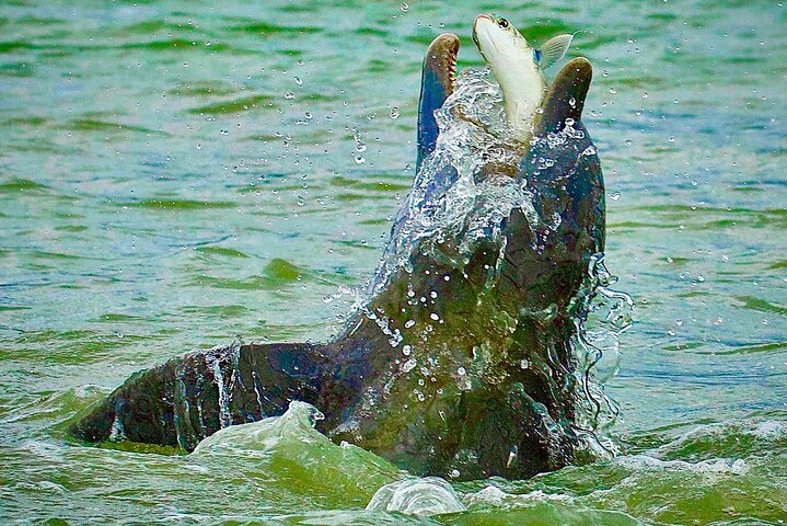 Private Coastal Everglades Eco Tour - thumb 4