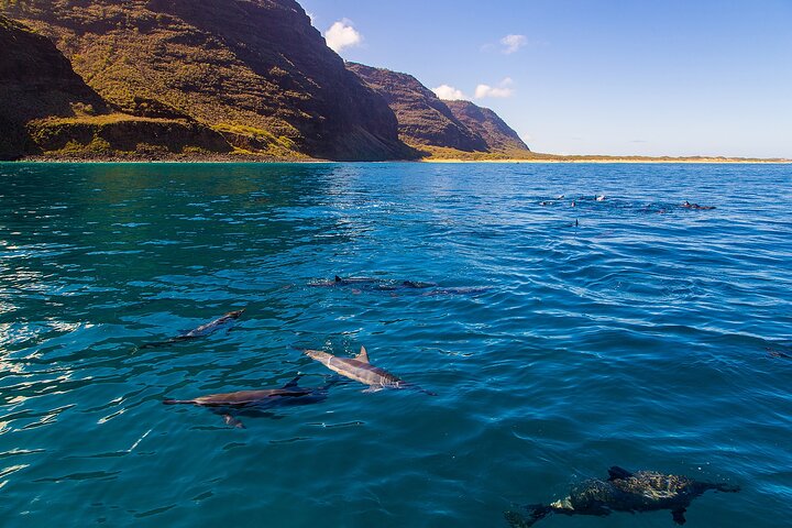COMBO: Marine Wildlife & Reef Snorkel Adventure - Navy SEAL Boat, 14 Guest Max! - thumb 2