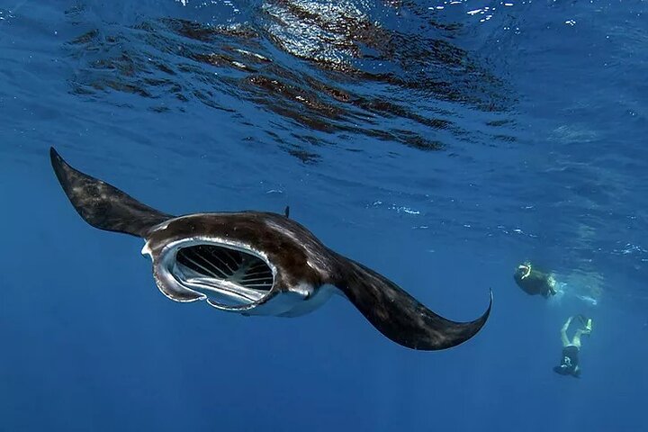 COMBO: Marine Wildlife & Reef Snorkel Adventure - Navy SEAL Boat, 14 Guest Max! - thumb 3