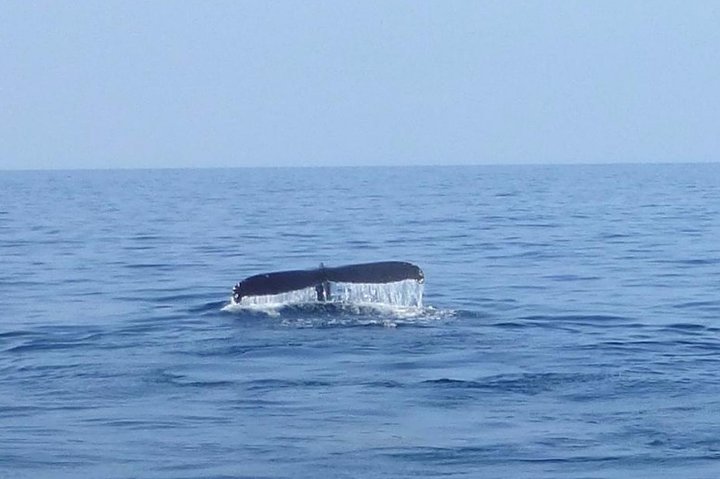 Wake Up With The Whales Cruise - thumb 1