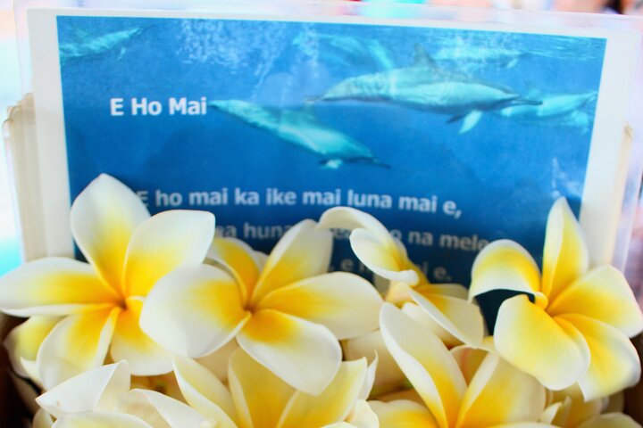 Waikiki Whale Watching And Hula Entertainment - thumb 0