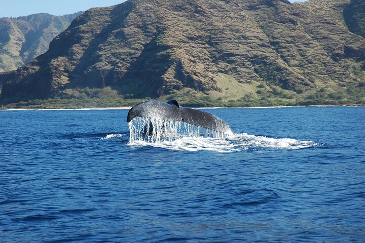 Waikiki Whale Watching And Hula Entertainment - thumb 4