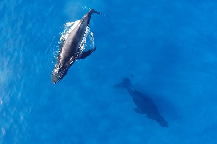 Waikiki Whale Watching And Hula Entertainment - thumb 5