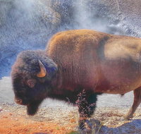Private VIP Boutique Yellowstone Day Tour from Bozeman - Accommodation New York