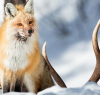 Winter Yellowstone Tour With Optional Hike or Snowshoe - Accommodation New York