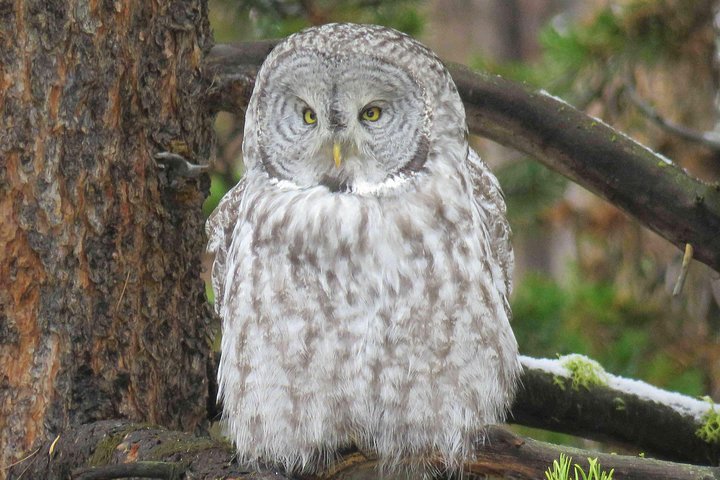 Yellowstone National Park - Full-Day Lower Loop Tour From Jackson Hole - thumb 2