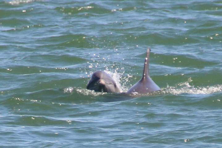 Clearwater Encounters with Dolphins Tour