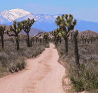 Joshua Tree National Park Tour with GPS Virtual Guide - Accommodation New York