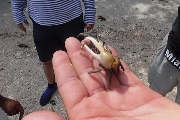 2-hour Shelling Boat Tour in the 10000 Islands