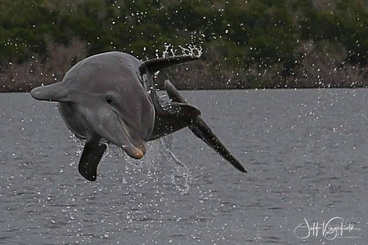 10000 Islands Excursion Small-Group 3.5 hour Dolphin  Shelling Boat Tour