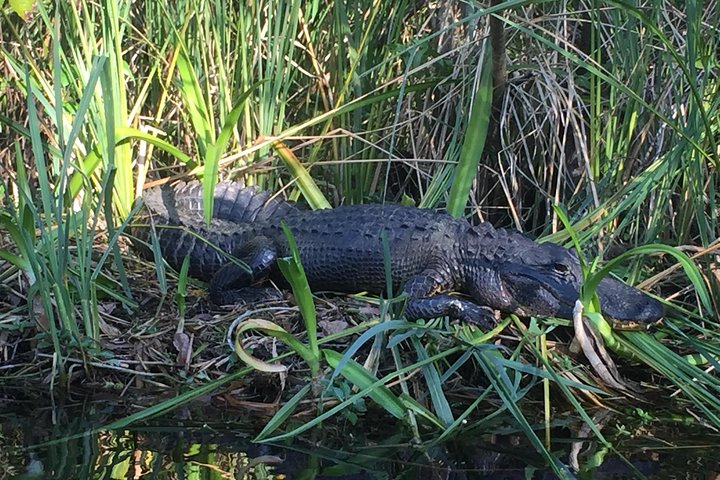 Everglades Kayak Safari Adventure Through Mangrove Tunnels