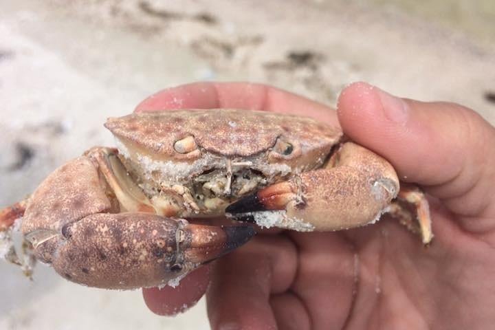 Marco Island 2 hour Dolphin Birding and Shelling tour