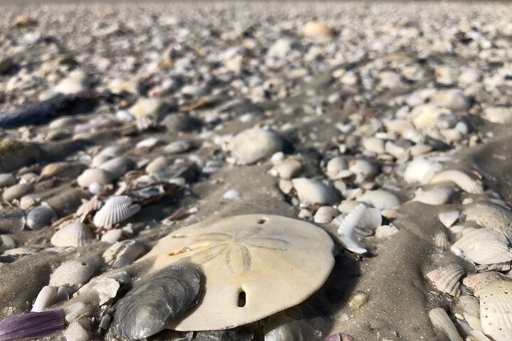 10000 Islands Ultimate Shelling Kayak Adventure Tour Naples Kayak Adventures