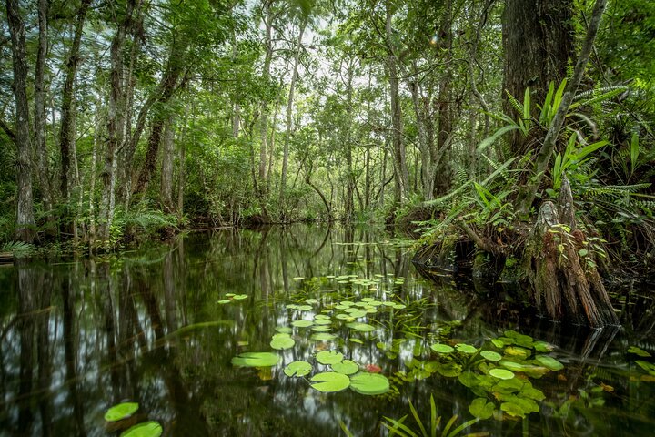 Private Guided Swamp Walk Eco Tour in Ochopee
