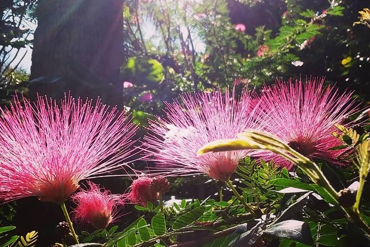 Saint Petersburg Eco Segway Tour