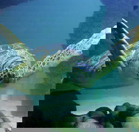 SEA LIFE Aquarium Minnesota Admission Ticket at Mall of America - Accommodation New York